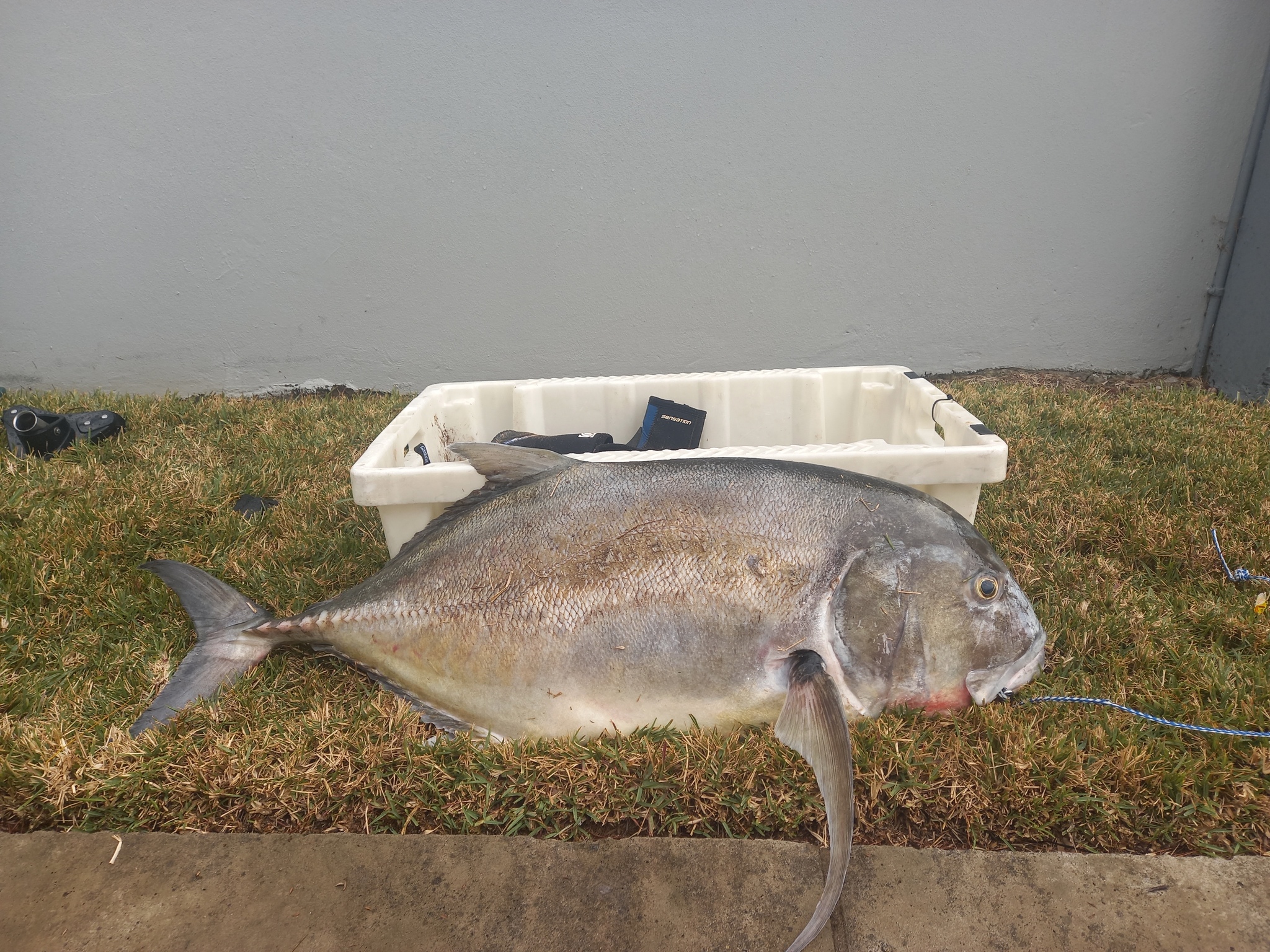 Species image