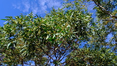 Eucalyptus eudesmioides