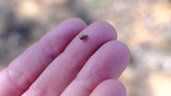 Pimelea microcephala