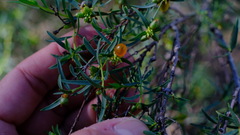 Pimelea microcephala