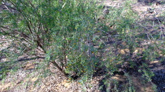 Pimelea microcephala