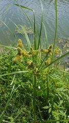 Cyperus glomeratus