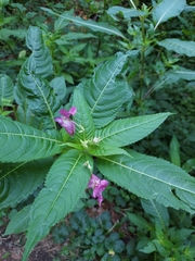 Impatiens glandulifera