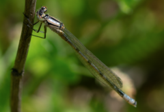 Enallagma cyathigerum