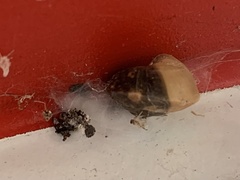 Ganesella saurivonga