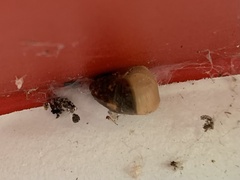 Ganesella saurivonga