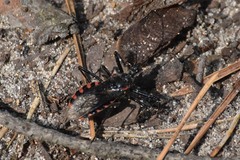 Rhynocoris annulatus