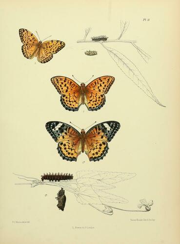 Common Leopard