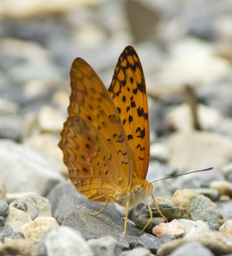 Common Leopard