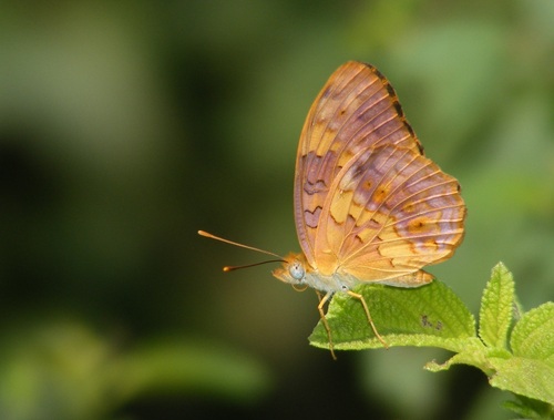 Common Leopard