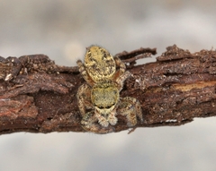 Dendryphantes rudis