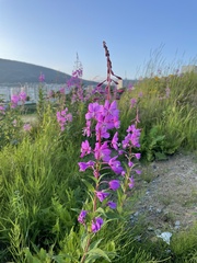 Chamaenerion angustifolium