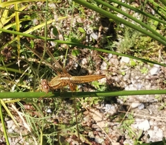 Crocothemis erythraea
