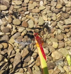 Crocothemis erythraea