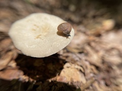 Ventridens intertextus