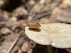 Ventridens intertextus