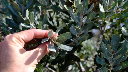 Image of Banksia sceptrum by (c) Peter Crowcroft, some rights reserved (CC BY)
