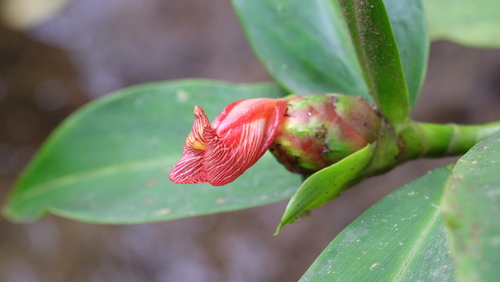 Costus laevis (Costus laevis)