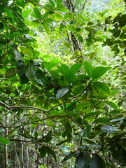 Gardenia aubryi