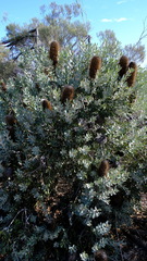Banksia sceptrum