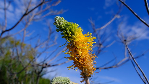 Image of Grevillea eriostachya by (c) Peter Crowcroft, some rights reserved (CC BY)