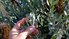 Banksia sceptrum