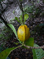 Gardenia aubryi