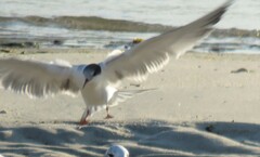 Sterna dougallii