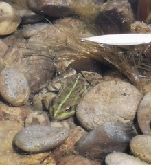 Pelophylax