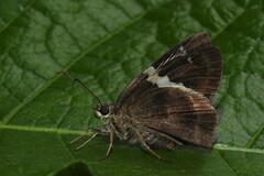 Autochton bipunctatus