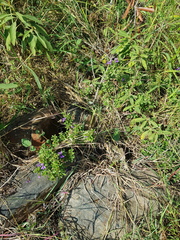 Dyschoriste rogersii