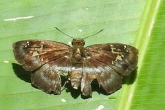 Quadrus cerialis