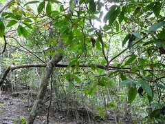 Psychotria schlechteriana