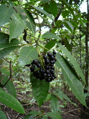 Psychotria schlechteriana