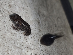 Duttaphrynus melanostictus