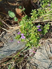 Dyschoriste rogersii