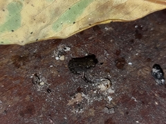 Duttaphrynus melanostictus