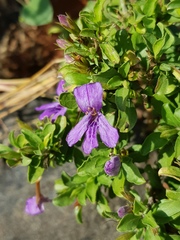 Dyschoriste rogersii