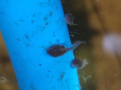 Duttaphrynus melanostictus