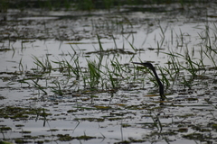 Anhinga melanogaster