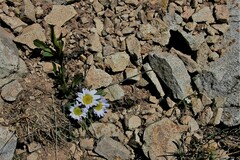 Townsendia rothrockii