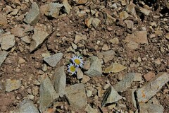 Townsendia rothrockii