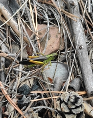 Megaulacobothrus aethalinus