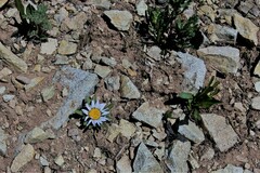 Townsendia rothrockii