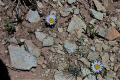 Townsendia rothrockii