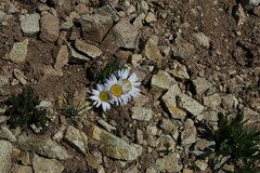 Townsendia rothrockii