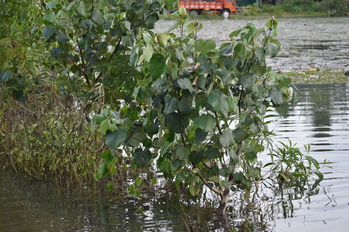 Thespesia populnea