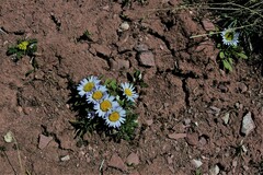 Townsendia rothrockii