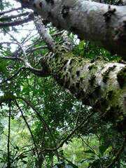 Planchonella