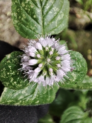 Mentha